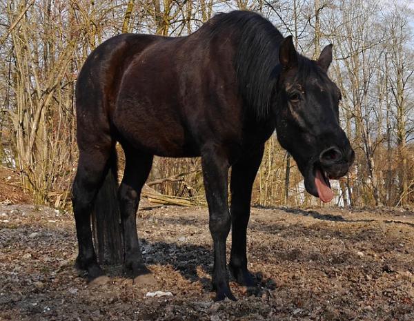 Nosiciele koniowatych - objawy i diagnoza - Objawy nosznic u koni