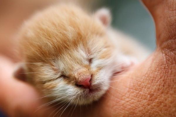 Jak wyeliminować pchły u kotów?  - Pchły u małych kotów, niemowląt lub noworodków