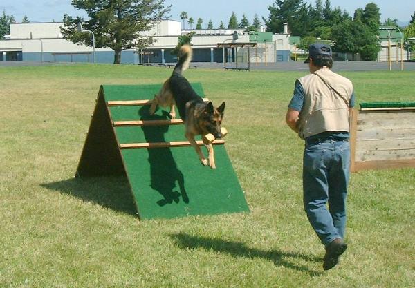 Szkolenie psów Schutzhund - Fazy Schutzhund