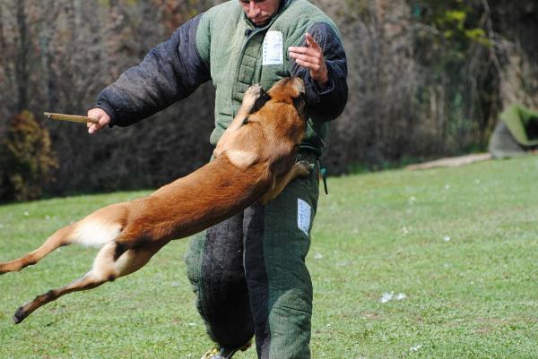 Szkolenie psów Schutzhund - Obserwacje Schutzhund