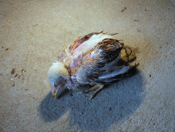 Choroba Gumboro u ptaków - objawy i leczenie - Objawy choroby Gumboro u ptaków