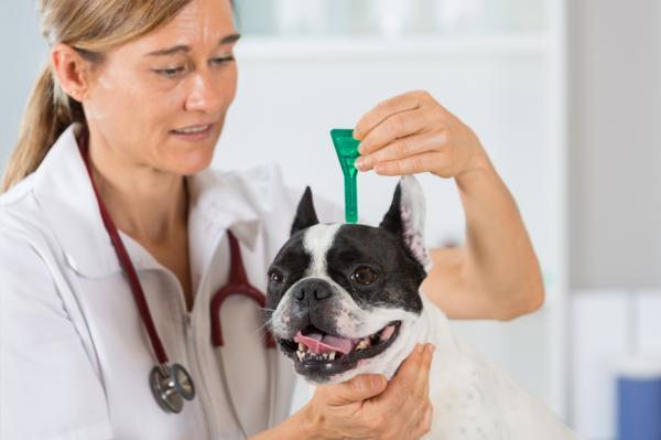 Tęgoryjce u psów - Objawy i leczenie - Zapobieganie tęgoryjcom u psów