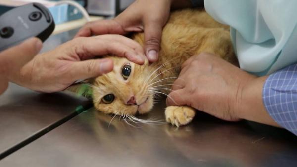 Zespół przedsionkowy u kotów - przyczyny, objawy i leczenie - przyczyny zespołu przedsionkowego u kotów