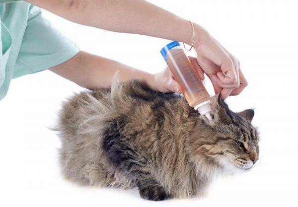Zespół przedsionkowy u kotów - przyczyny, objawy i leczenie - Leczenie zespołu przedsionkowego u kotów