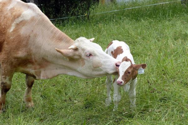 Częste choroby bydła — choroby bydła obejmują problemy poporodowe u krów
