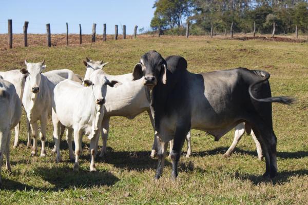 Powszechne choroby bydła - choroby kopyt krów