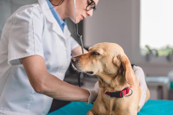 Szmer serca u psów - Przyczyny, objawy i leczenie - Leczenie szmeru serca u psów