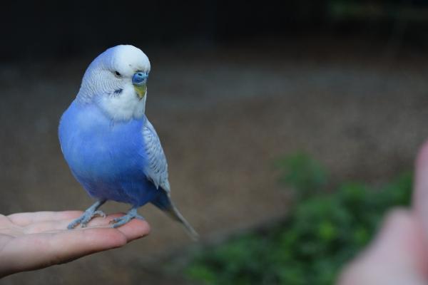 Imiona dla samców i samic ptaków - Imiona dla niebieskich ptaków