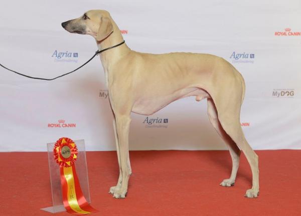 Bardziej nerwowe rasy psów - Sloughi, Berber Greyhound lub Arabian Greyhound
