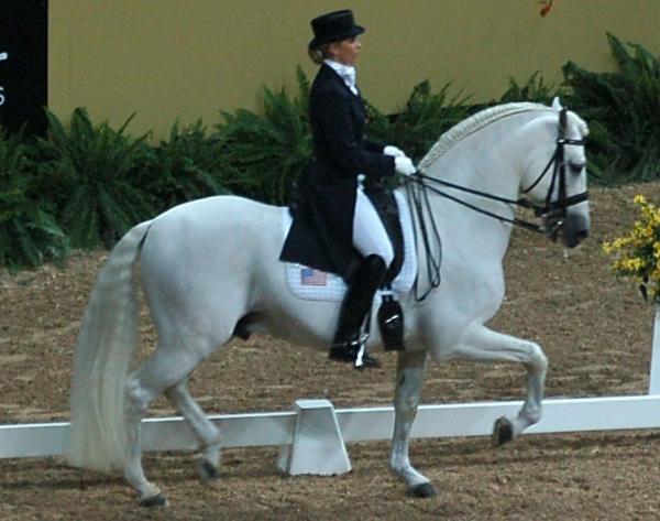 Najlepsze konie w skokach przez przeszkody - Pura Sangre Hispano Árabe