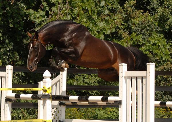 Najlepsze konie w skokach przez przeszkody - Belgijski koń gorącokrwisty