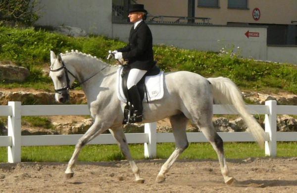 Najlepsze konie w skokach przez przeszkody – konie pełnej krwi arabskiej Shagya
