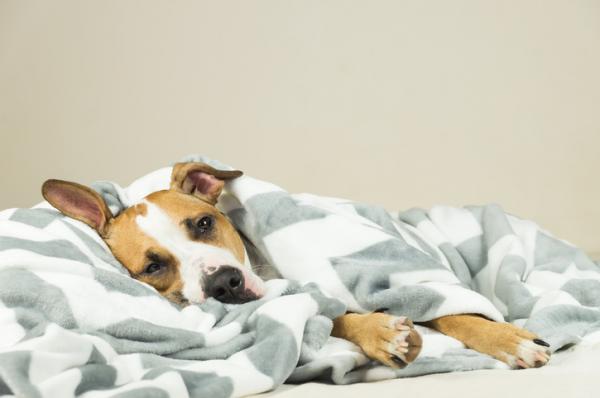 Babeszjoza psów - objawy, zarażanie i zapobieganie - objawy babeszjozy psów