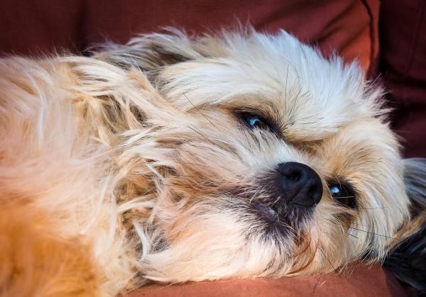 Zespół przedsionkowy u psów - Objawy i leczenie - Przyczyny zespołu przedsionkowego u psów