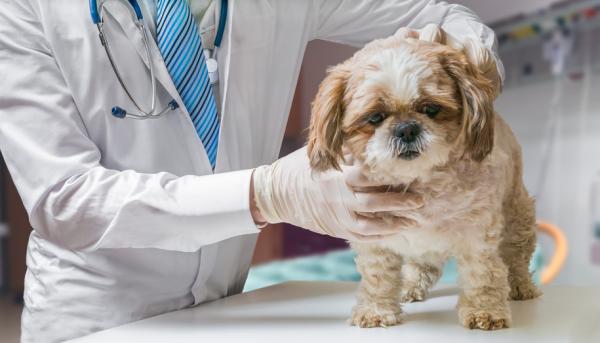 Zespół przedsionkowy u psów - Objawy i leczenie - Diagnoza zespołu przedsionkowego u psów