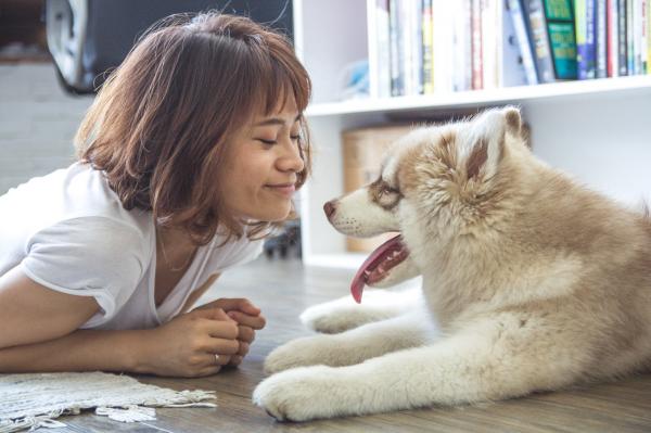 Zespół przedsionkowy u psów - objawy i leczenie - Opieka nad psem z zespołem przedsionkowym