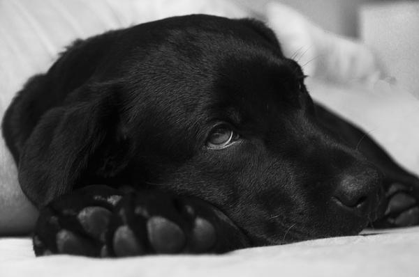 Zapalenie otrzewnej u psów – dlaczego tak się dzieje?