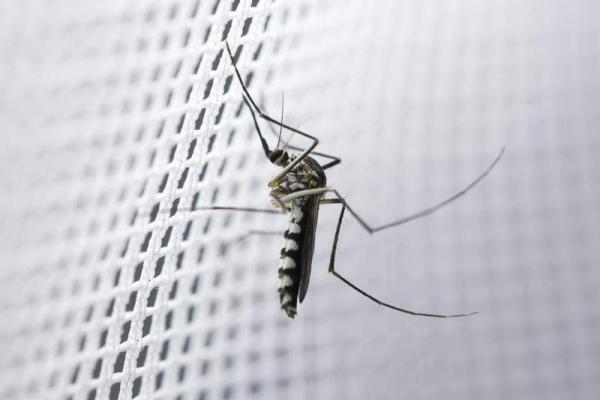 Choroby, które przenoszą się komary na psy - domowe środki odstraszające komary z domu