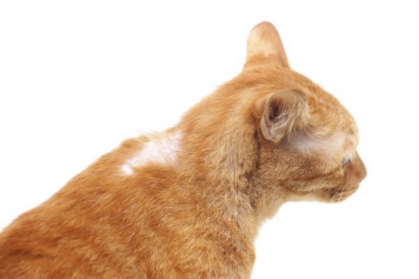 Piodermia u kotów - przyczyny, objawy i leczenie - Objawy piodermii u kotów