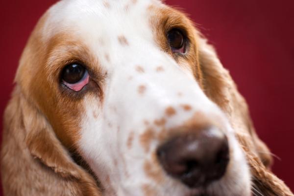 Brodawczak u psów - przyczyny, objawy i leczenie - Brodawczak psów: objawy