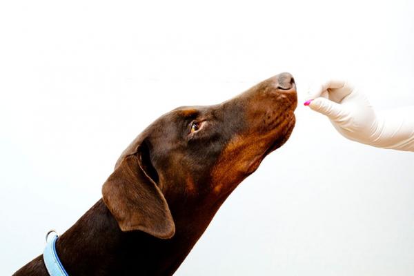 Brodawczak u psów - przyczyny, objawy i leczenie - Leczenie brodawczaka u psów