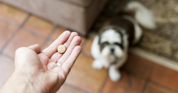 Kokcydioza u psów - Objawy, leczenie i zarażenie - Leczenie kokcydiozy u psów