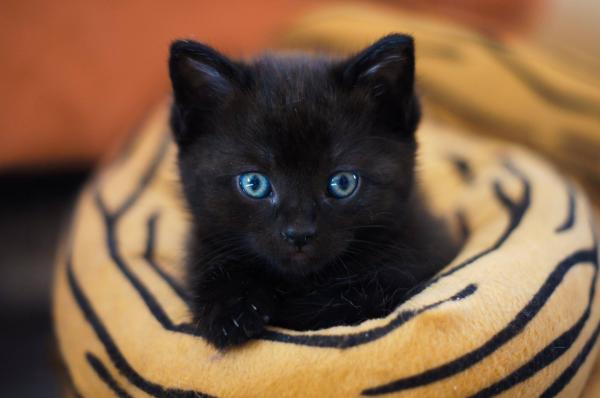 Znaczące imiona dla kotów - znaczące imiona dla czarnych kotów