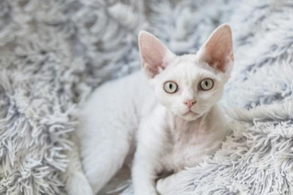 Znaczące imiona dla kotów - znaczące imiona dla białych kotów 