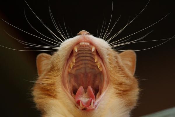 Zapalenie jamy ustnej u kotów - objawy i leczenie - Co to jest zapalenie jamy ustnej u kotów?