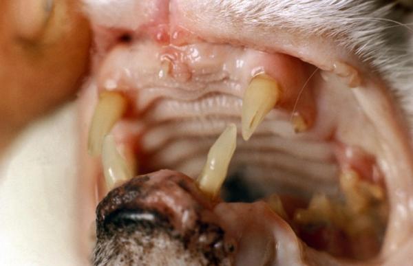 Problemy z zębami u kotów - urazy uzdrowiskowe kotów