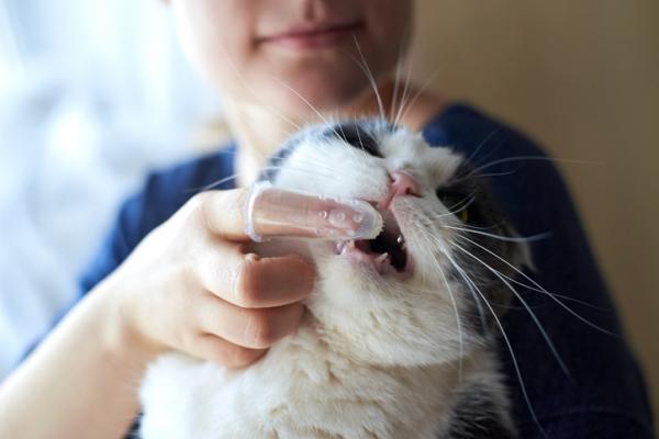 Problemy z zębami u kotów - Jak uniknąć problemów z zębami u kotów?