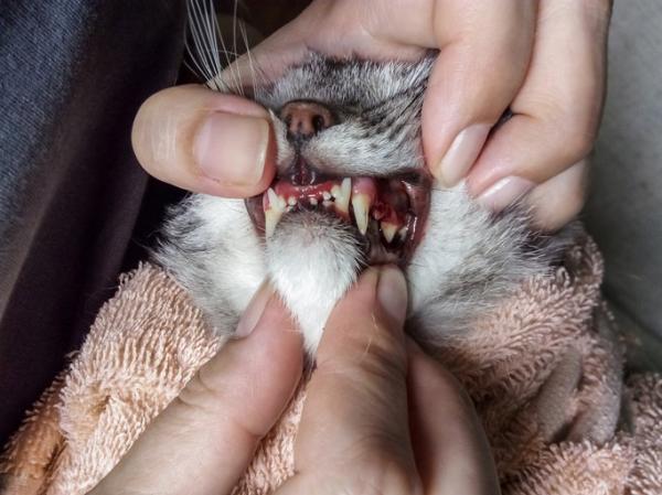 Problemy stomatologiczne u kotów - choroba przyzębia kotów