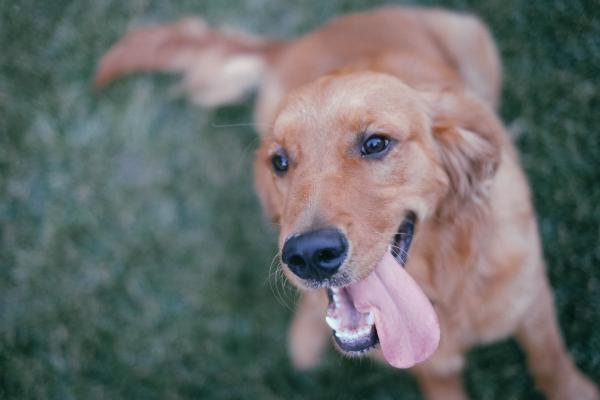 5 kroków, aby odprężyć bardzo zdenerwowanego psa – objawy nerwowości