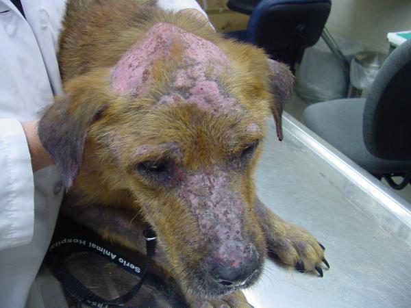 Pęcherzyca u psów - przyczyny, objawy i leczenie - oznaki i objawy pęcherzycy u psów 