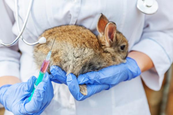 Choroba krwotoczna królików - Przyczyny i objawy - Leczenie krwotocznej choroby królików
