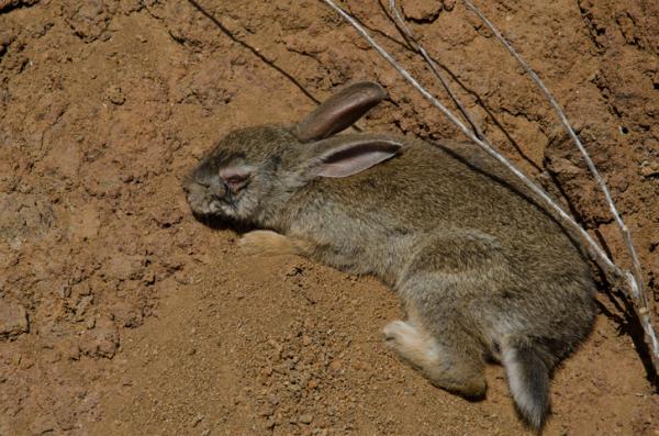 Choroba krwotoczna królików - przyczyny i objawy - Objawy choroby krwotocznej królików