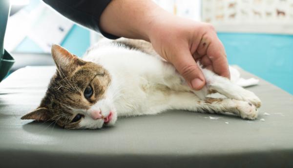 Gorączka u kotów - Przyczyny, objawy i jak ją obniżyć - Jak obniżyć gorączkę kota?  - Leczenie