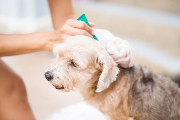 Odrobaczanie u psów - pasożyty zewnętrzne i najczęściej stosowane kuracje przeciwpasożytnicze