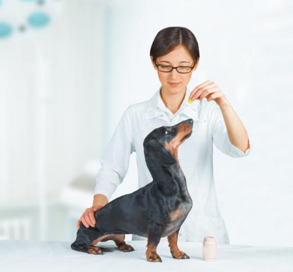 Odrobaczanie u psów – najczęstsze pasożyty wewnętrzne i najczęściej stosowane metody profilaktyczne