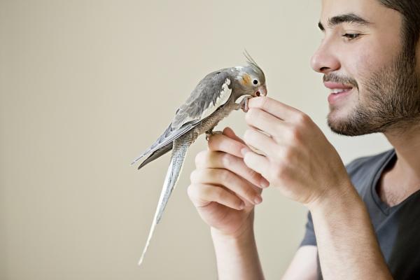 4 objawy stresu u papug - Wzbogacenie środowiska dla papug