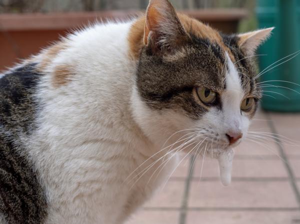 Cefaleksyna dla kotów - Dawkowanie, zastosowania i skutki uboczne - Skutki uboczne Cefaleksyny dla kotów 