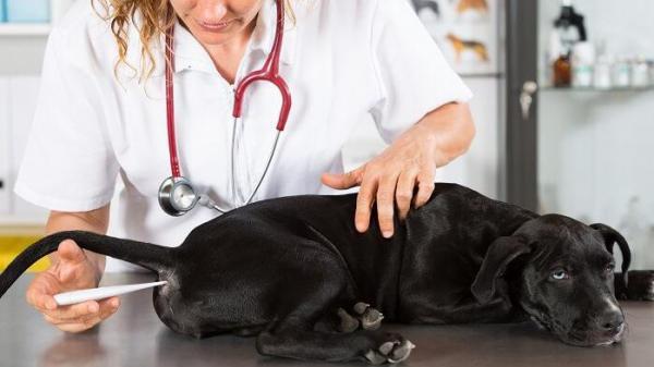 Rickettsia u psów - objawy i leczenie - gorączka Gór Skalistych