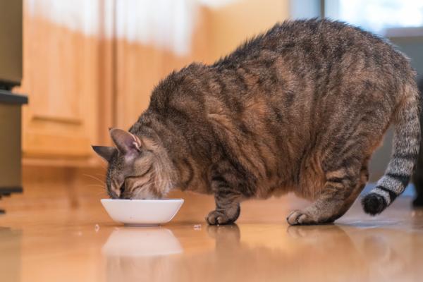 Jak sprawdzić, czy mój kot jest gruby?  - Najlepsza karma dla kotów otyłych: wskazówki i zalecenia
