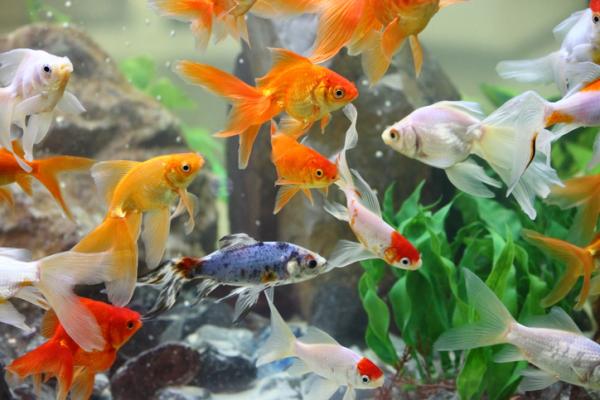 Choroba białych plam u ryb - Objawy i leczenie - Jak rozprzestrzenia się choroba białych plam u ryb?