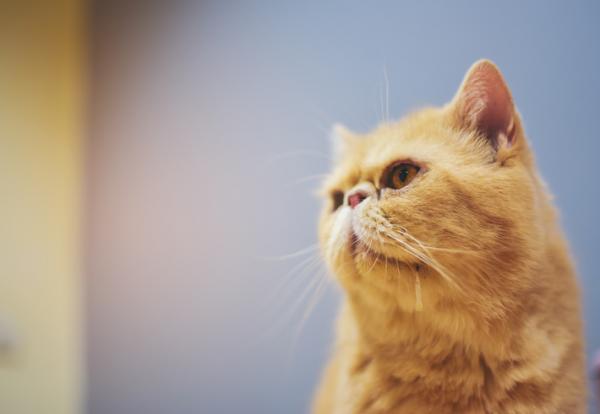 Drontal dla kotów - dawkowanie, cena, ulotka dołączona do opakowania, skutki uboczne - Drontal dla kotów: skutki uboczne i przeciwwskazania