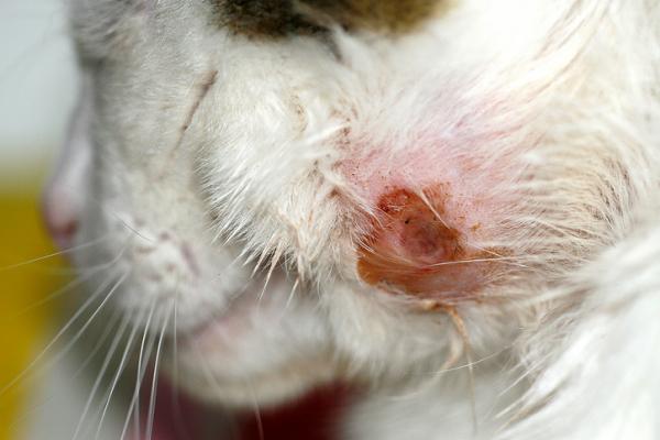 Dlaczego mój kot ma rany na skórze?  - Rany na skórze kotów z powodu alergii