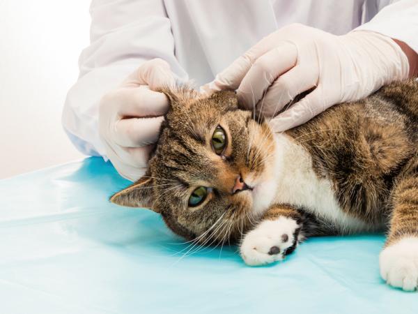 Dlaczego mój kot ma rany na skórze?  - Testy diagnostyczne, aby dowiedzieć się, dlaczego kot ma rany na skórze