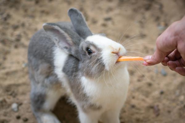 Najlepsze nagrody dla królików – jak wręczyć królikowi nagrody?  
