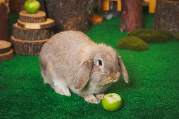 Najlepsze przysmaki dla królików – jak zrobić domowe przysmaki dla królików?