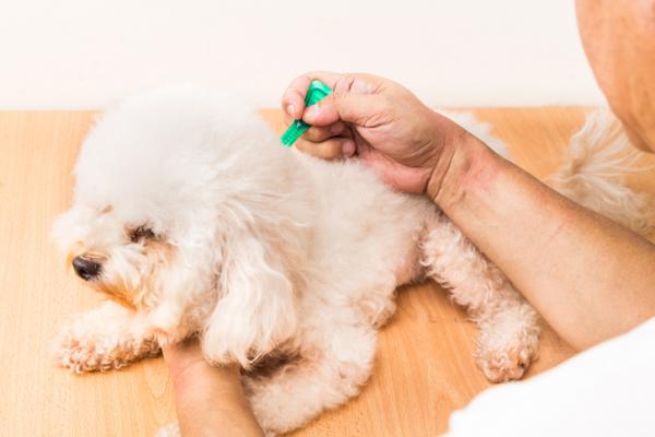 Wyeliminuj pchły u szczeniąt - Jak zapobiegać pchłom u psów?
